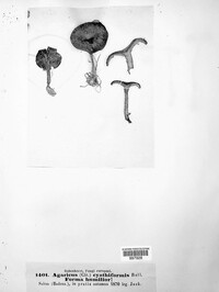 Pseudoclitocybe cyathiformis image